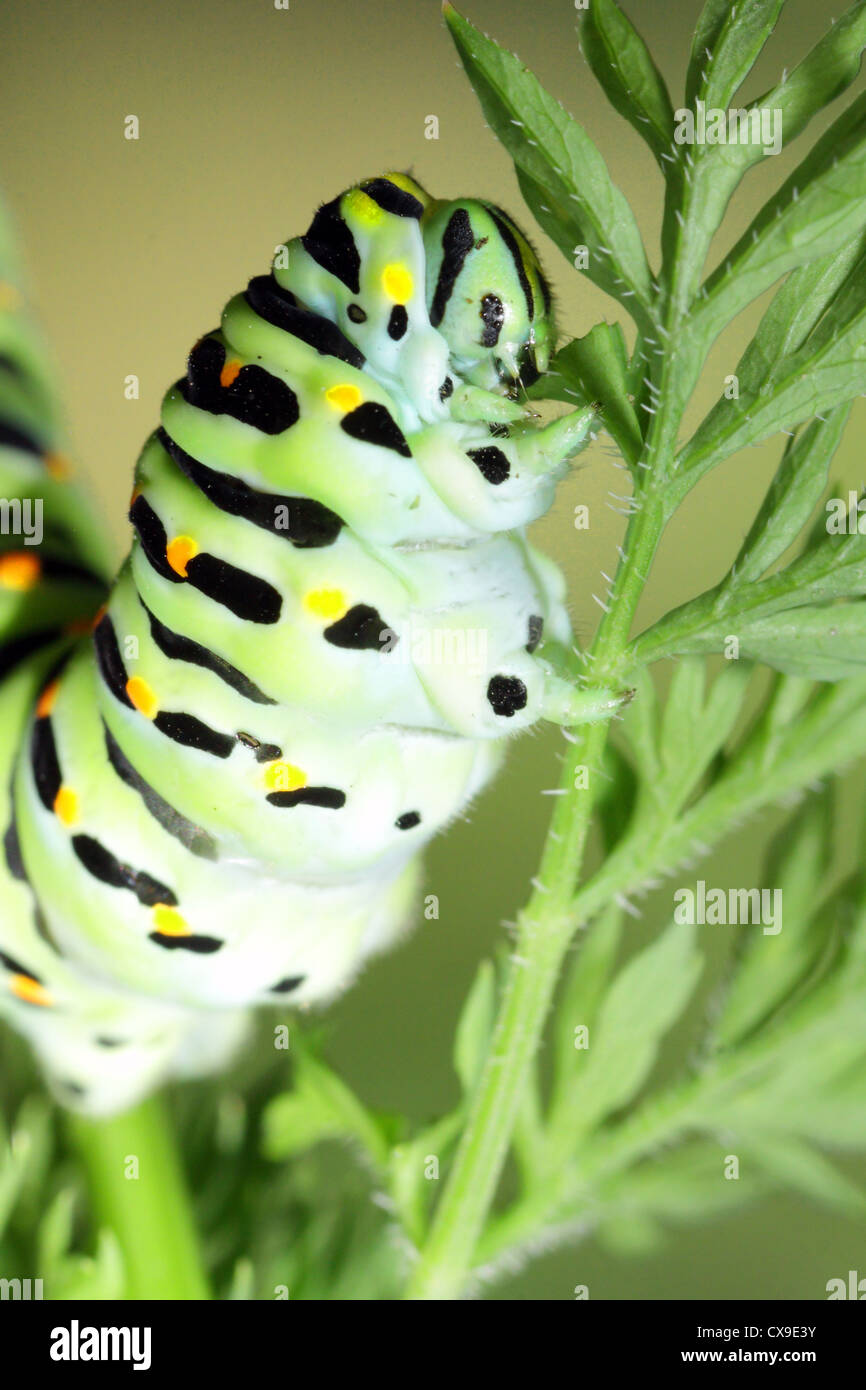 Caterpillar verde sullo stelo carote - Papilio machaon Foto Stock