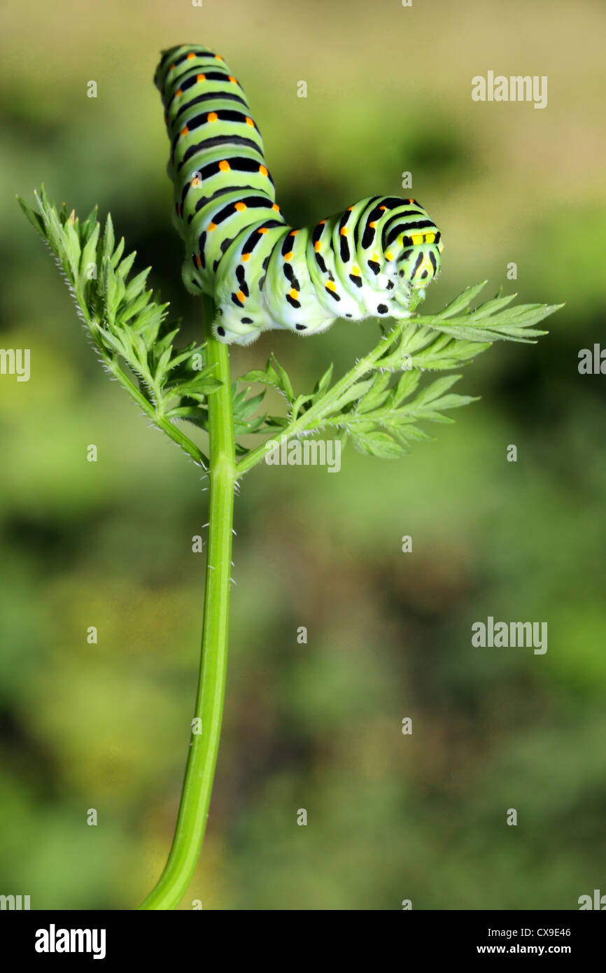 Caterpillar verde sullo stelo carote - Papilio machaon Foto Stock