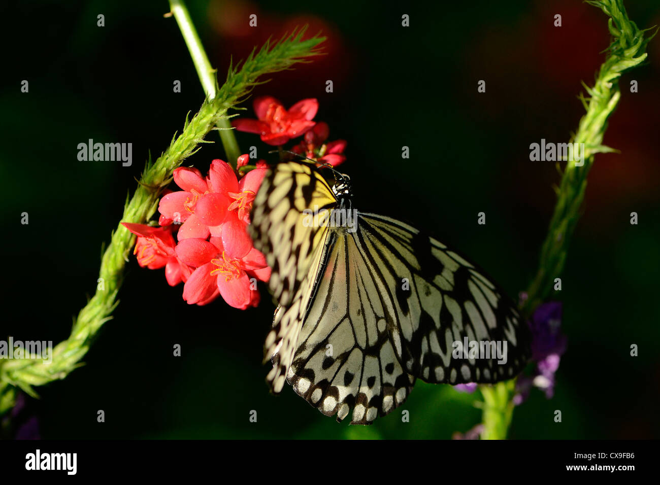 In bianco e nero farfalla su un fiore di fiore Foto Stock