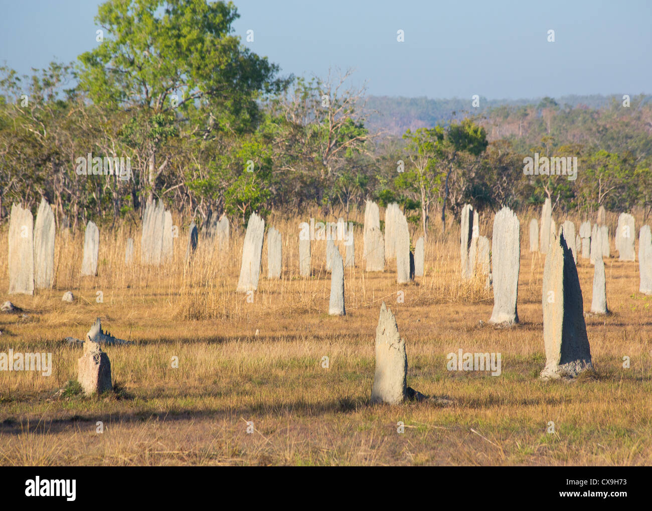 Termite magnetico tumuli, il Parco Nazionale di Litchfield, Territorio del Nord Foto Stock