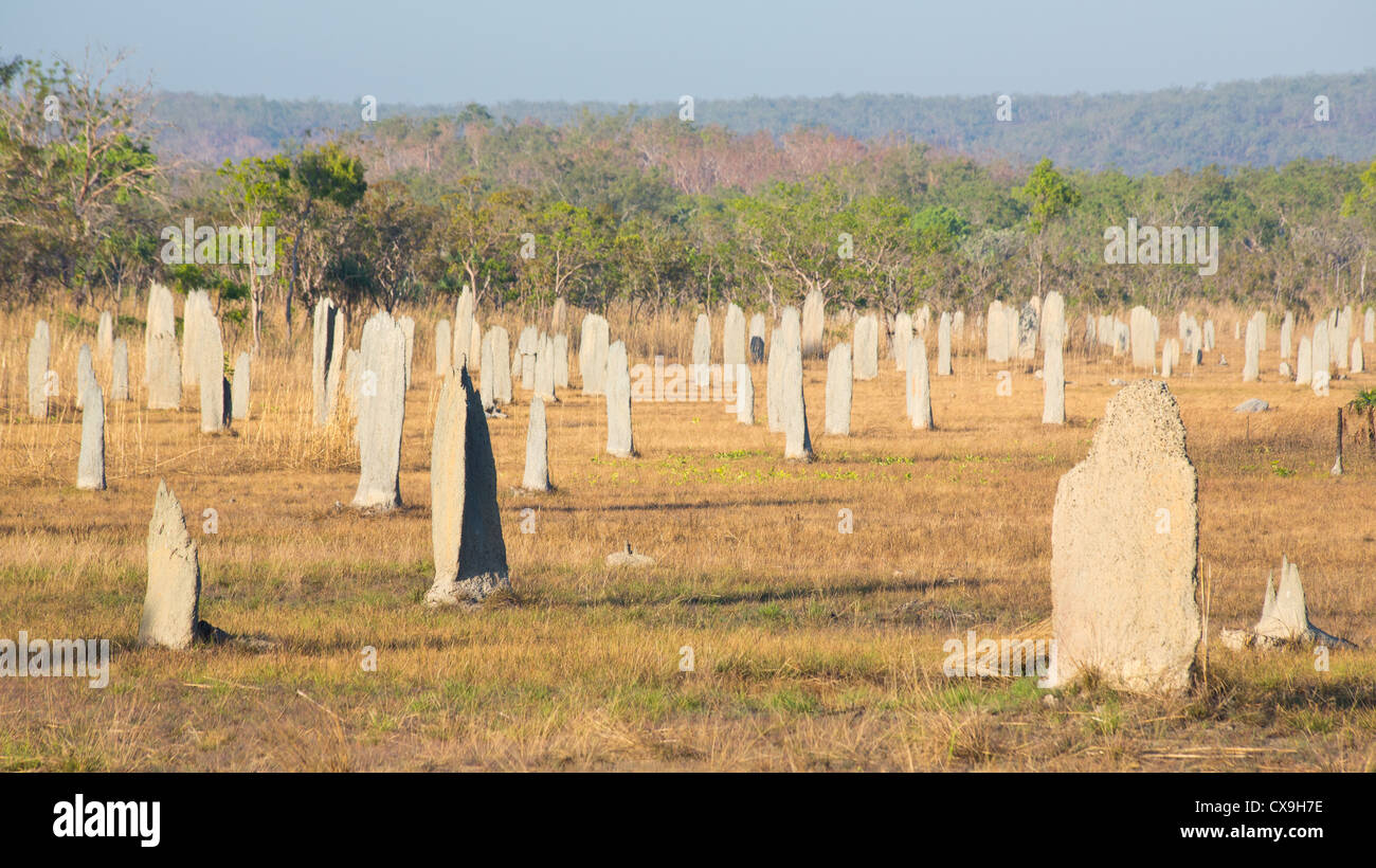 Termite magnetico tumuli, il Parco Nazionale di Litchfield, Territorio del Nord Foto Stock