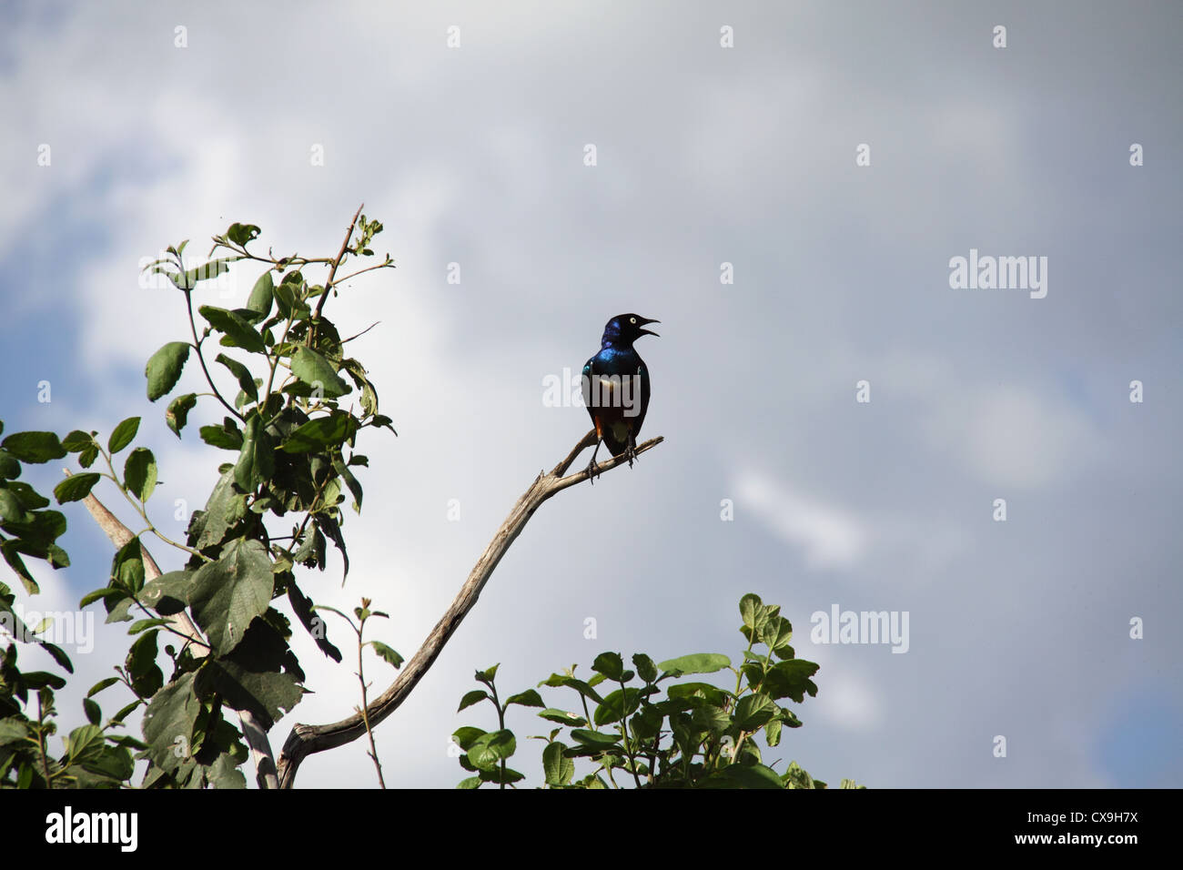 Uccello, il Parco Nazionale di Tarangire e, Tanzania Africa Foto Stock