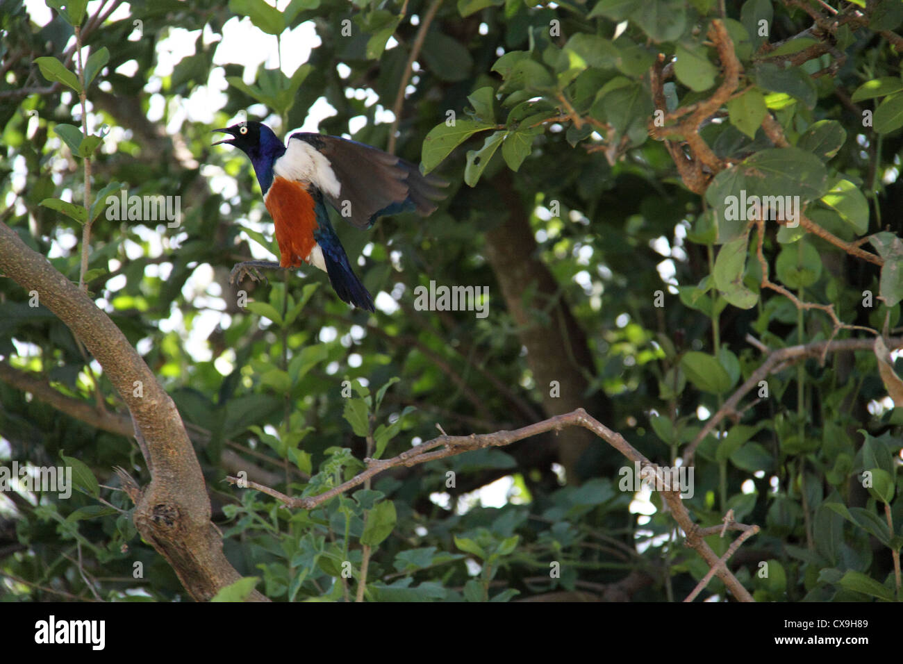 Superba Starling uccello, il Parco Nazionale di Tarangire e, Tanzania Africa Foto Stock