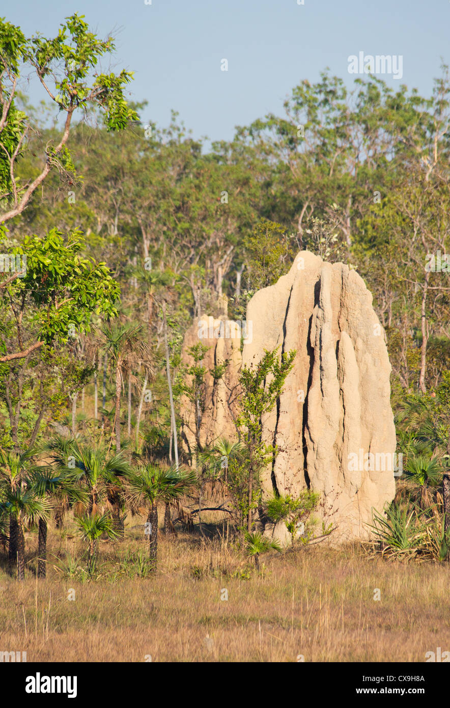 Enorme termite mound, il Parco Nazionale di Litchfield, Territorio del Nord Foto Stock