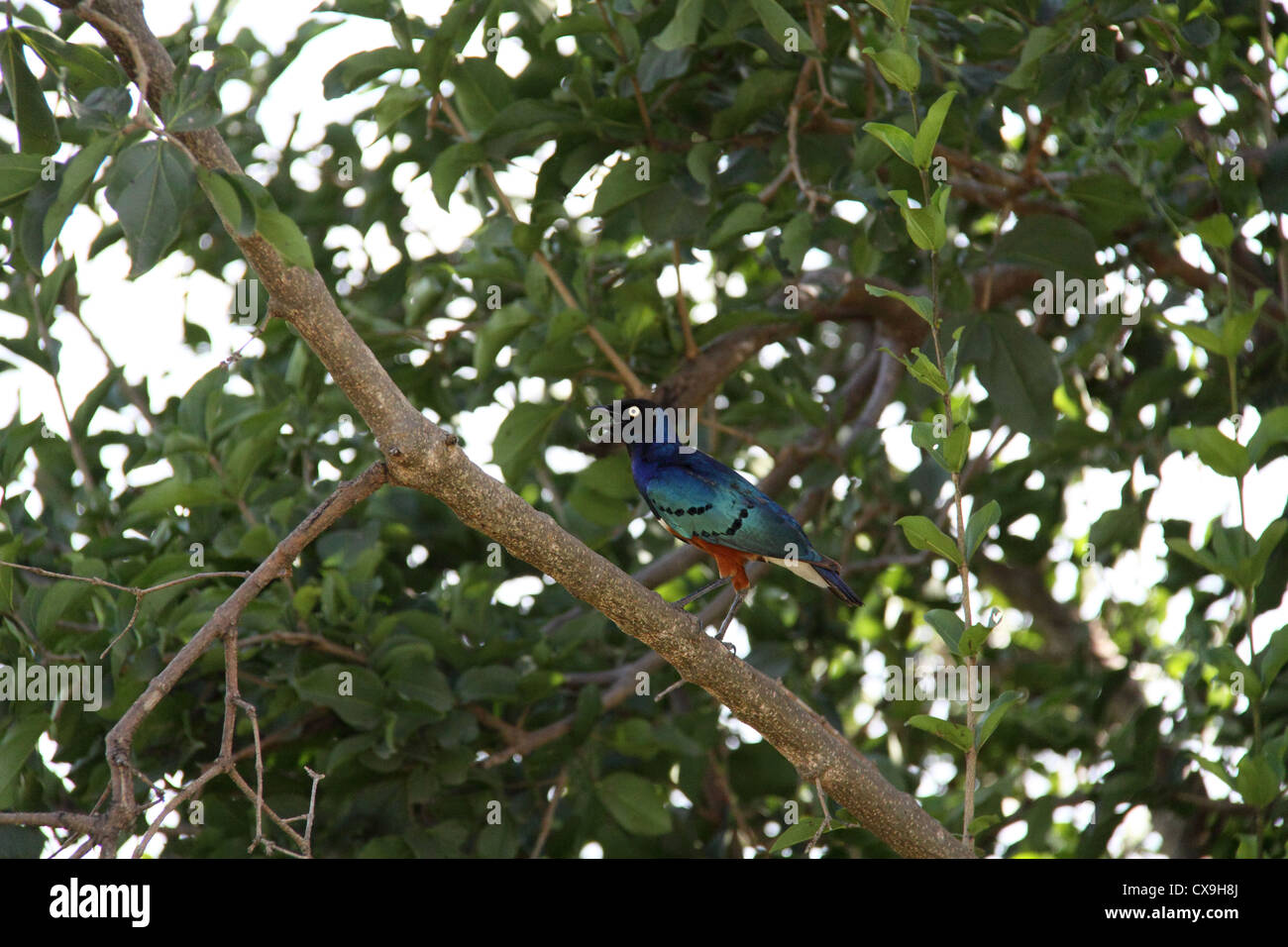 Superba Starling uccello, il Parco Nazionale di Tarangire e, Tanzania Africa Foto Stock