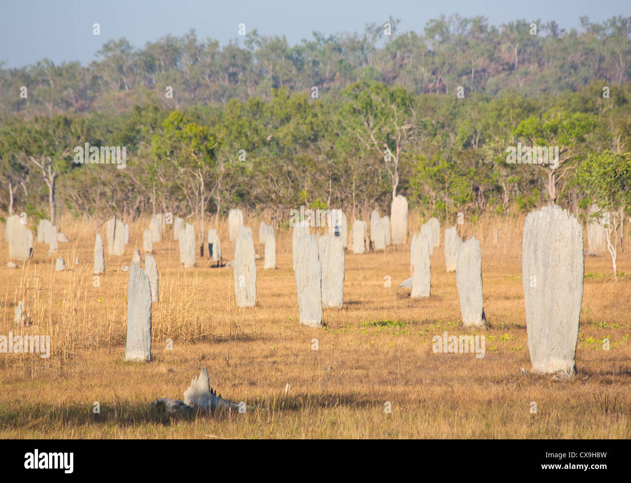 Termite magnetico tumuli, il Parco Nazionale di Litchfield, Territorio del Nord Foto Stock