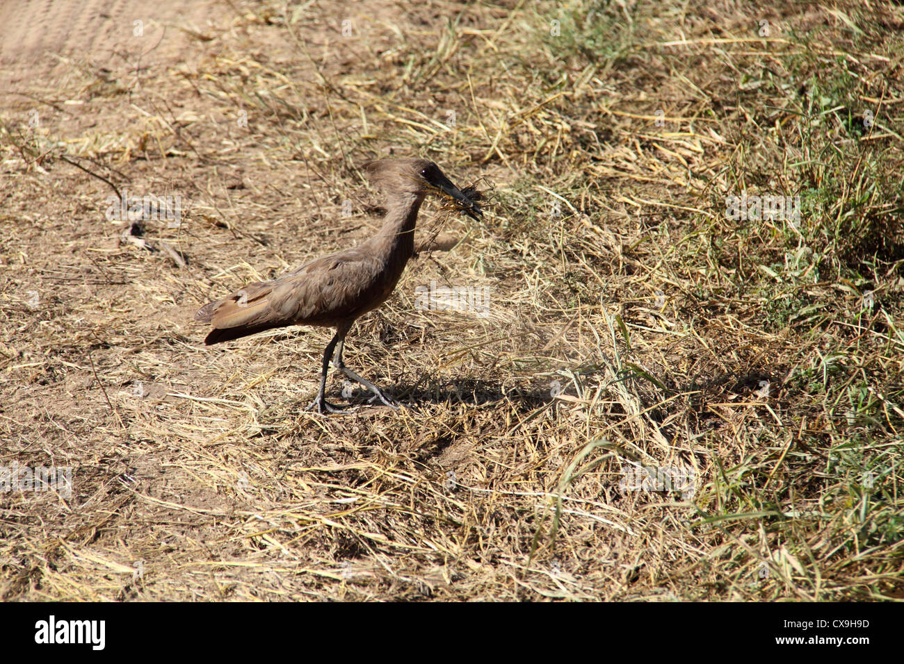 Uccello, il Parco Nazionale di Tarangire e, Tanzania Africa Foto Stock