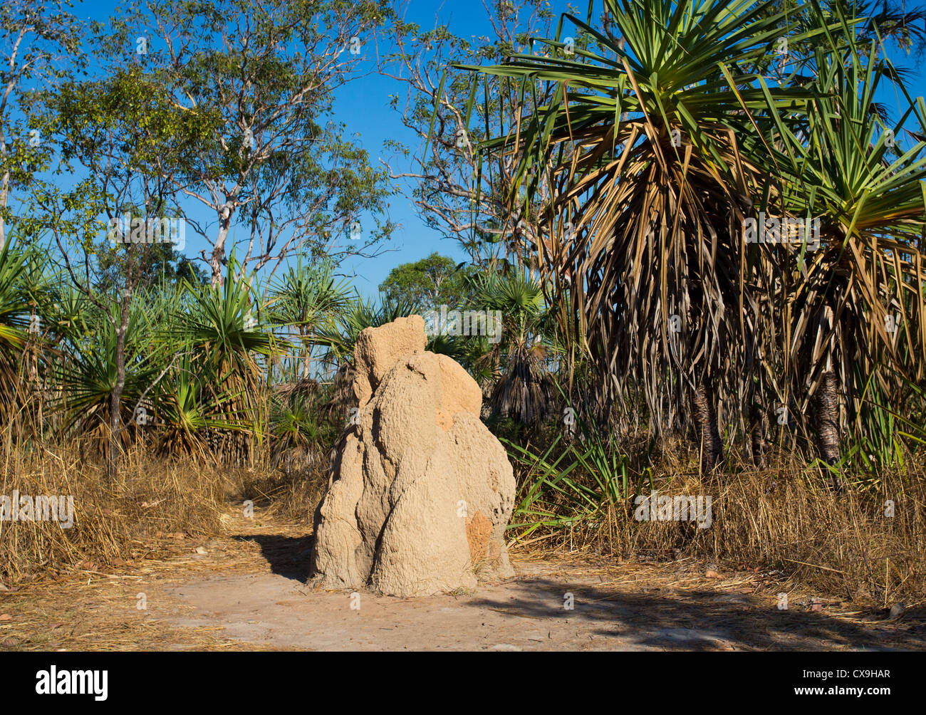 Piccola termite mound, il Parco Nazionale di Litchfield, Territorio del Nord Foto Stock