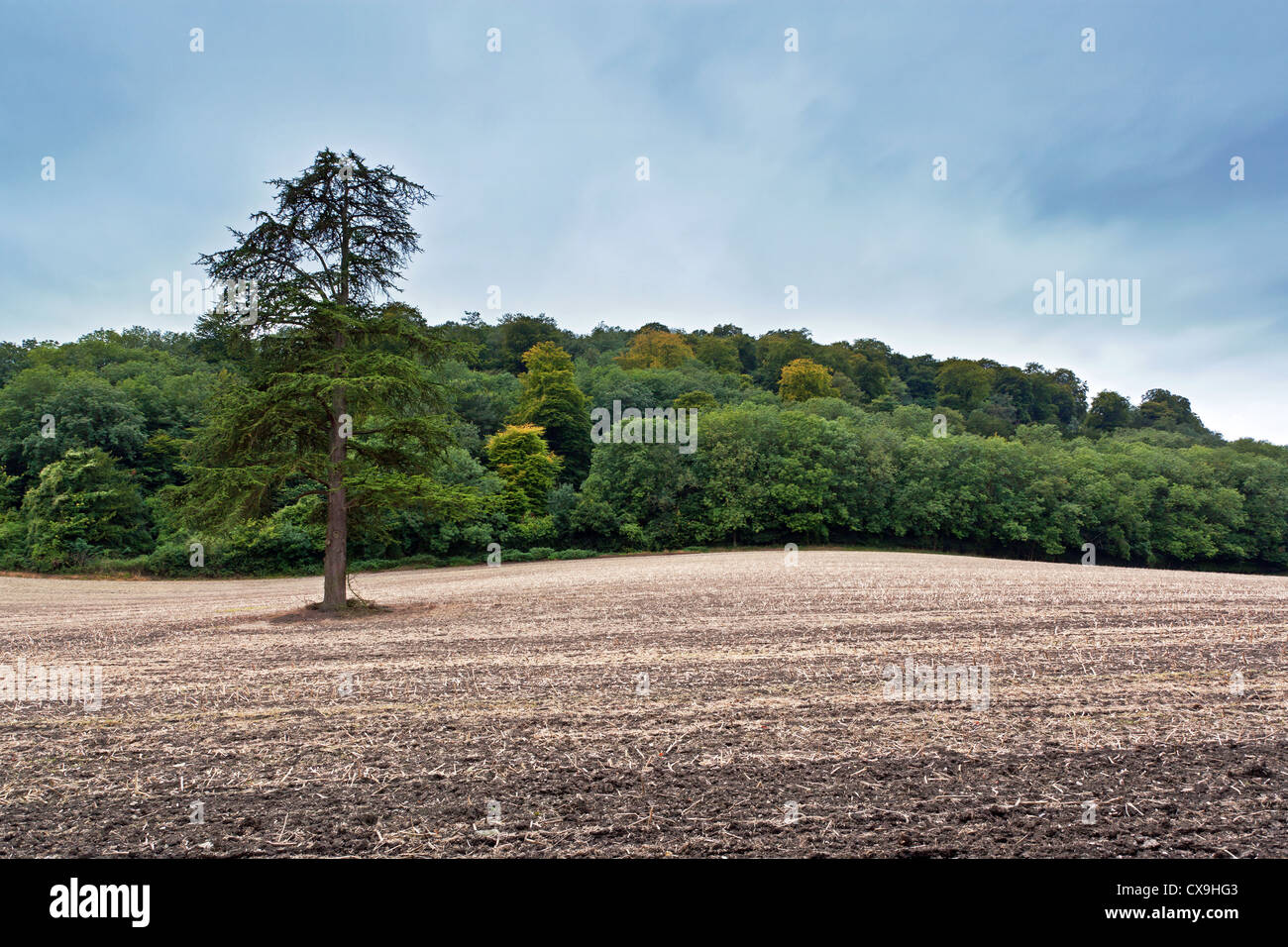 Un lone conifera albero in piedi in una fresca campo arato accanto a una collina bosco noto come un appendiabiti Foto Stock