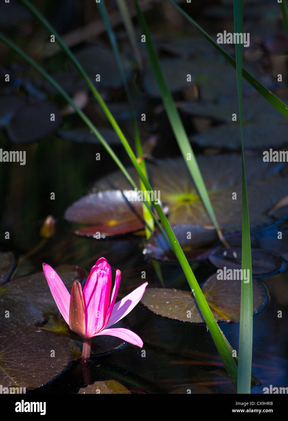 Rosa ninfee, il Parco Nazionale di Litchfield, Territorio del Nord Foto Stock