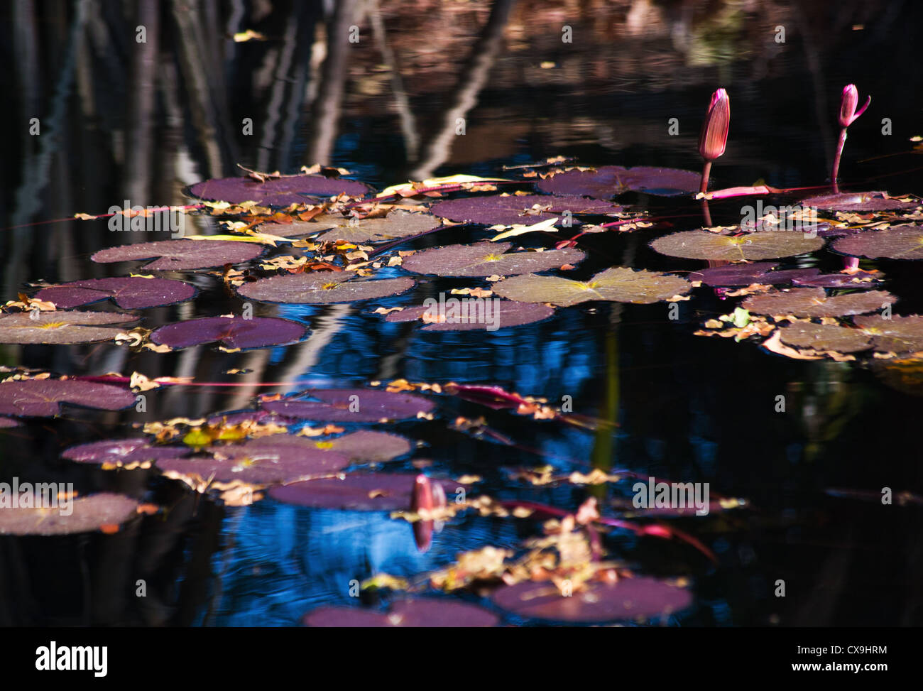 Rosa ninfee, il Parco Nazionale di Litchfield, Territorio del Nord Foto Stock