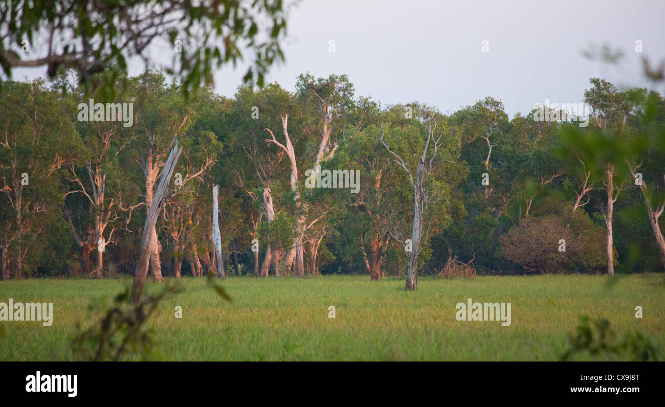 Il giallo delle paludi di acqua, Parco Nazionale Kakadu, Territorio del Nord Foto Stock