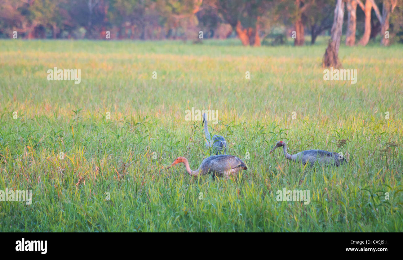 Il giallo delle paludi di acqua, Parco Nazionale Kakadu, Territorio del Nord Foto Stock