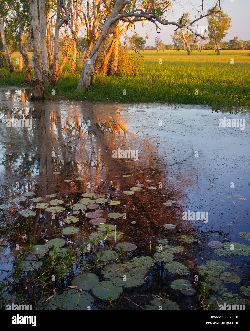 Alberi Paperbark di sunrise al giallo delle paludi di acqua, Parco Nazionale Kakadu, Territorio del Nord Foto Stock