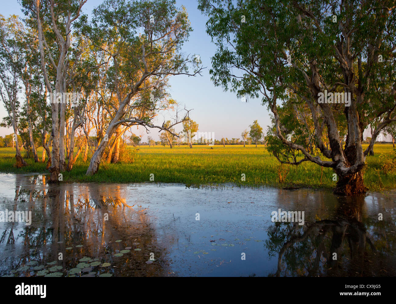 Alberi Paperbark di sunrise al giallo delle paludi di acqua, Parco Nazionale Kakadu, Territorio del Nord Foto Stock