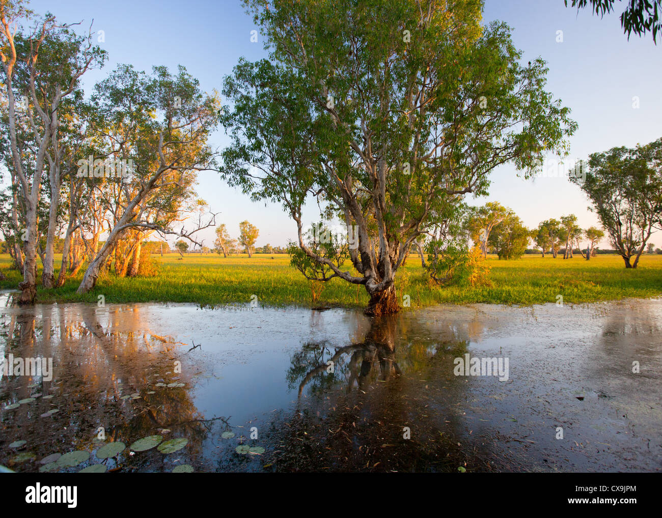 Alberi Paperbark di sunrise al giallo delle paludi di acqua, Parco Nazionale Kakadu, Territorio del Nord Foto Stock