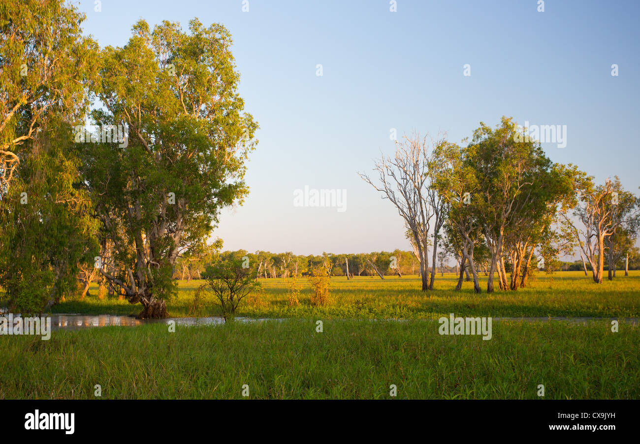 Il giallo delle paludi di acqua, Parco Nazionale Kakadu, Territorio del Nord Foto Stock