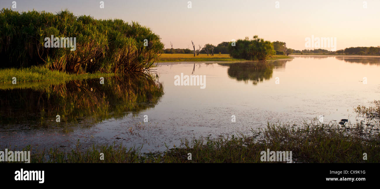 Giallo sul fiume di acqua e di zone umide, il Parco Nazionale Kakadu, Territorio del Nord Foto Stock