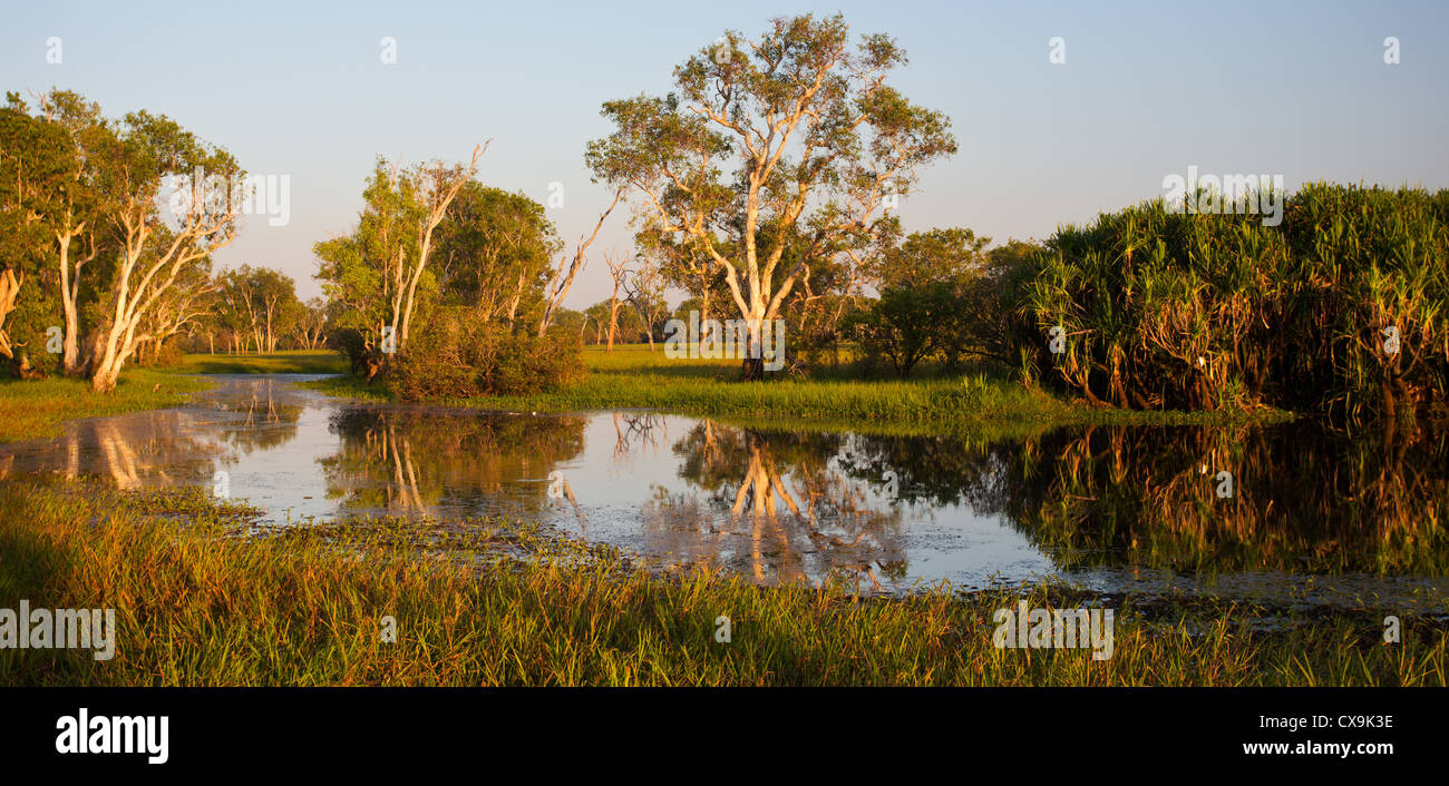 Acqua gialla billabong e di zone umide, il Parco Nazionale Kakadu, Territorio del Nord Foto Stock