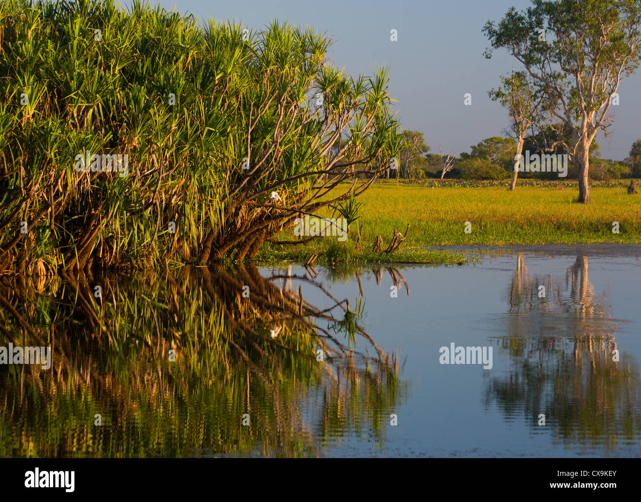 Il giallo delle paludi di acqua, Parco Nazionale Kakadu, Territorio del Nord Foto Stock