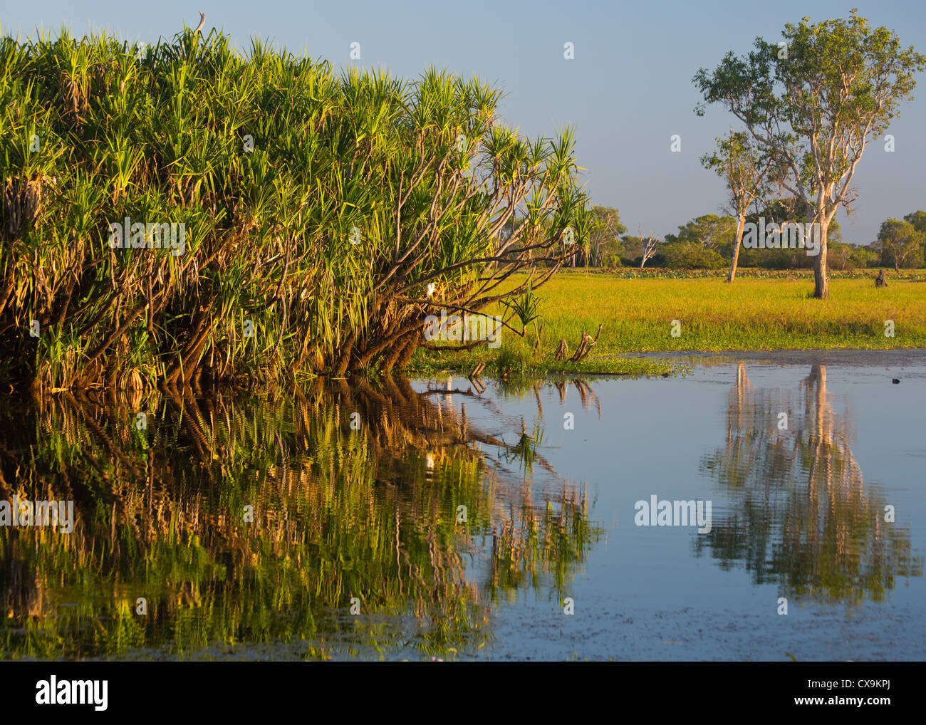 Il giallo delle paludi di acqua, Parco Nazionale Kakadu, Territorio del Nord Foto Stock