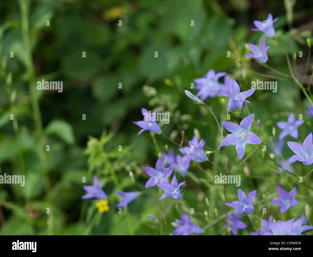 Blue Bell Fiori (Campanula waldsteiniana) su un prato di montagna Foto Stock
