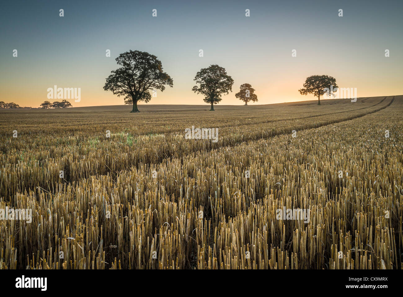 Appena raccolti sul campo l'Equinox sunrise vicino Charwelton, Northamptonshire, England, Regno Unito Foto Stock