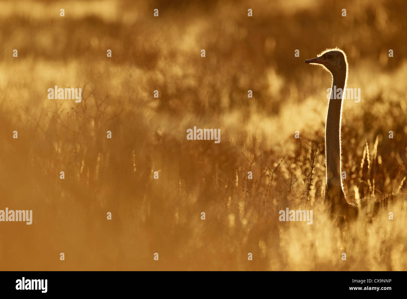 (Struzzo Struthio camelus) in polvere, la mattina presto, deserto Kalahari, Sud Africa, nelle dune Foto Stock