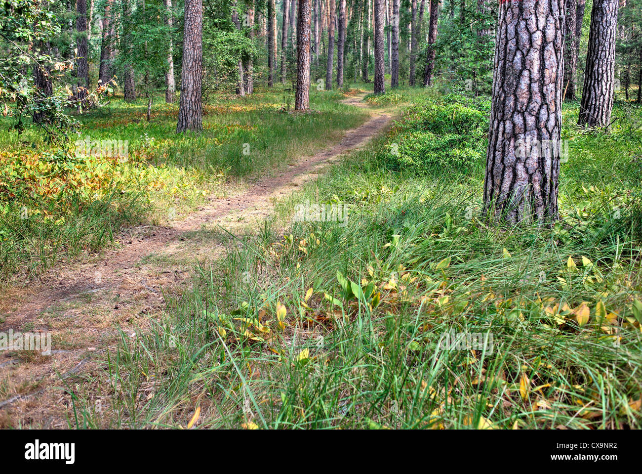Foresta di Pini, Solotcha, Regione di Ryazan, Russia Foto Stock
