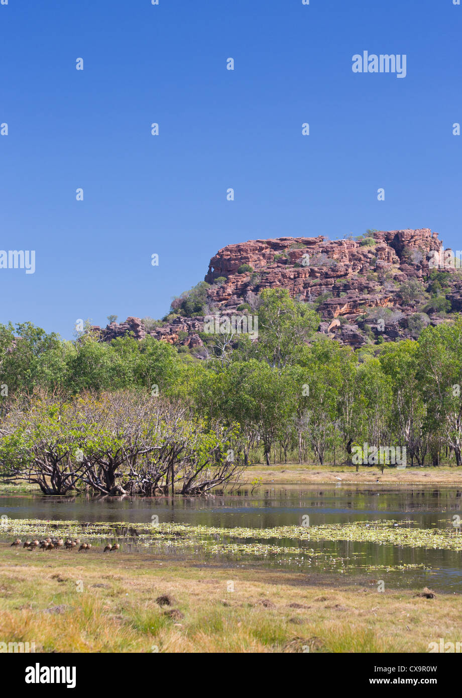 Anbangbang Billabong, Parco Nazionale Kakadu, Territorio del Nord Foto Stock