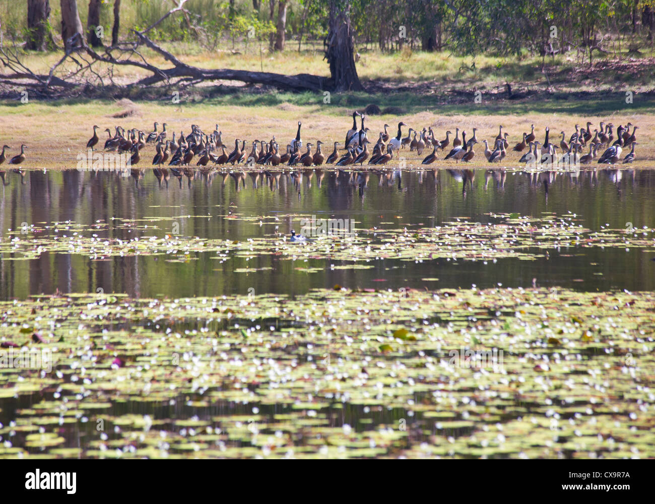 Birdlife a Anbangbang Billabong, Parco Nazionale Kakadu, Territorio del Nord Foto Stock