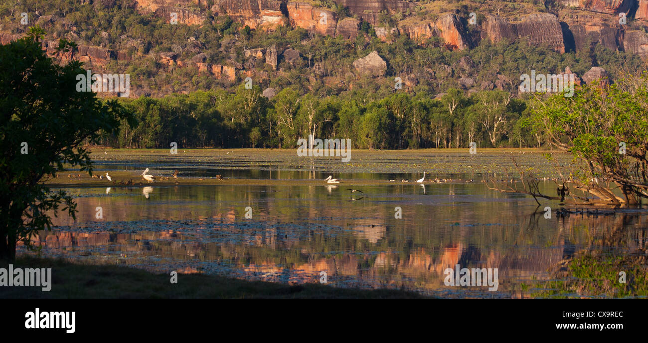 Birdlife a Anbangbang Billabong, Parco Nazionale Kakadu, Territorio del Nord Foto Stock