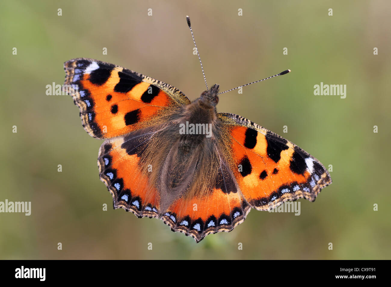 Piccola Tartaruga Aglais urticae Foto Stock