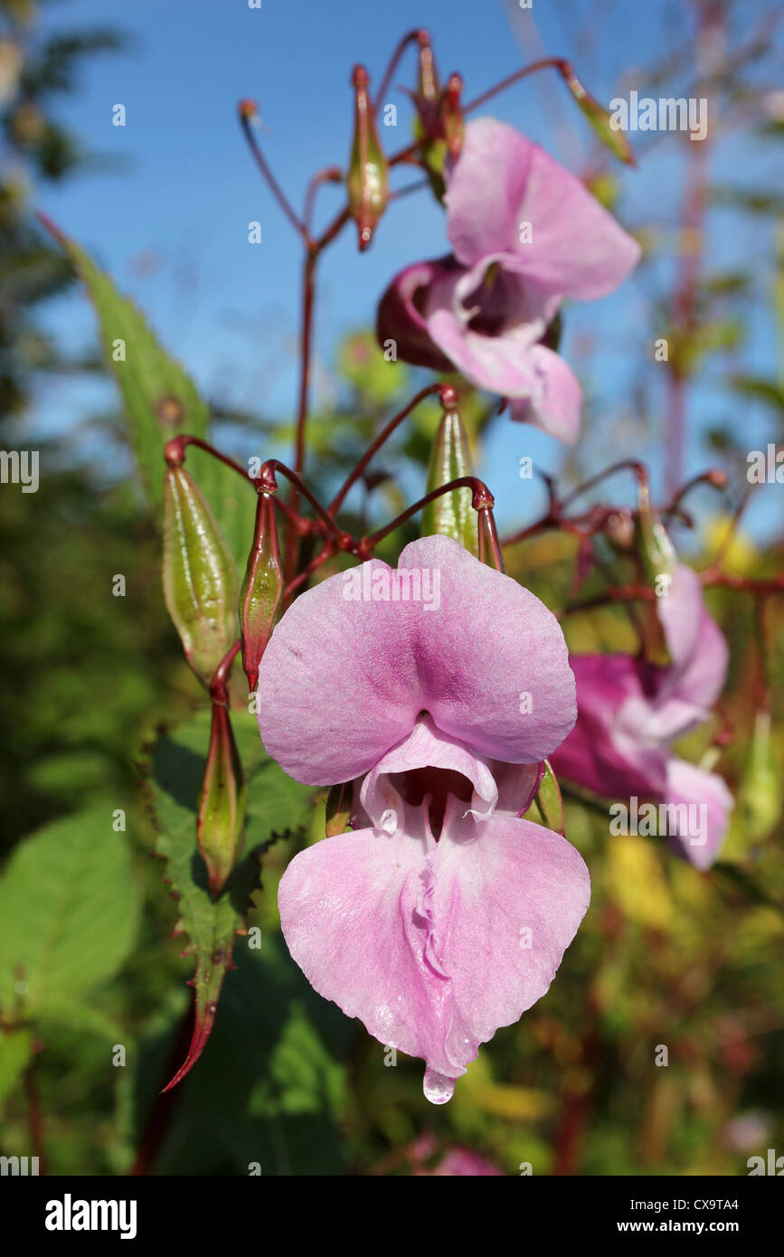 L'Himalayan Balsalm Impatiens glandulifera Foto Stock