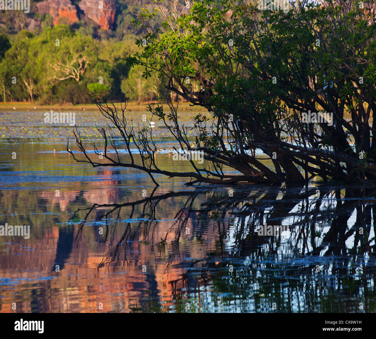Anbangbang Billabong, Parco Nazionale Kakadu, Territorio del Nord Foto Stock