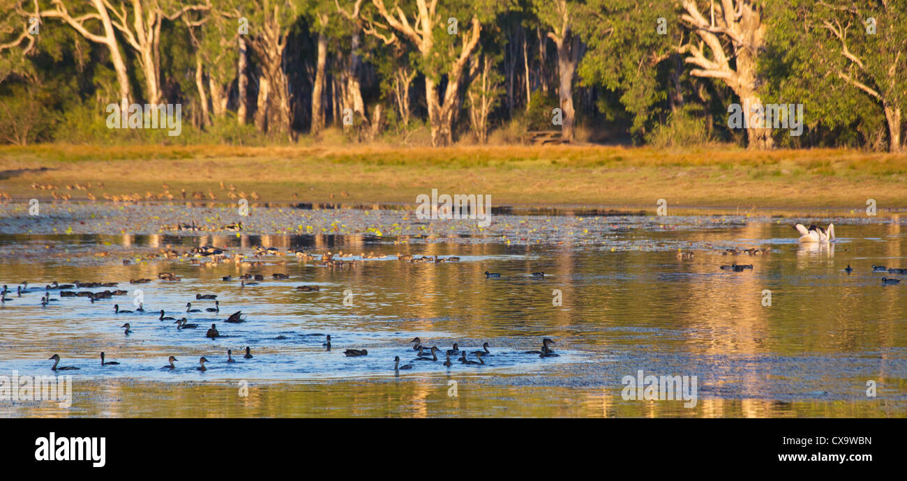 Birdlife a Anbangbang Billabong, Parco Nazionale Kakadu, Territorio del Nord Foto Stock