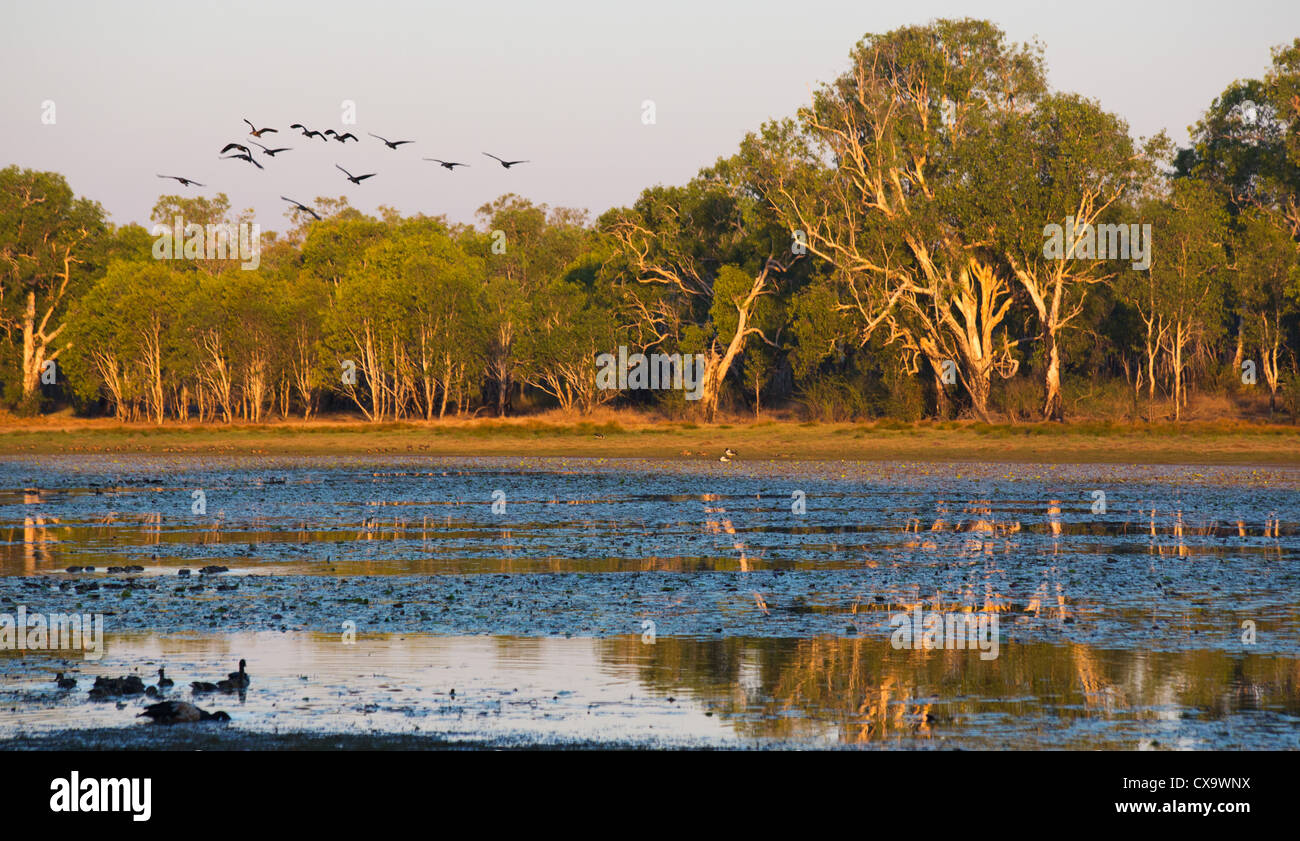 Birdlife a Anbangbang Billabong, Parco Nazionale Kakadu, Territorio del Nord Foto Stock