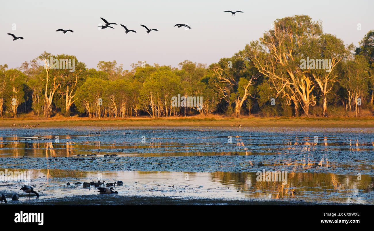 Birdlife a Anbangbang Billabong, Parco Nazionale Kakadu, Territorio del Nord Foto Stock