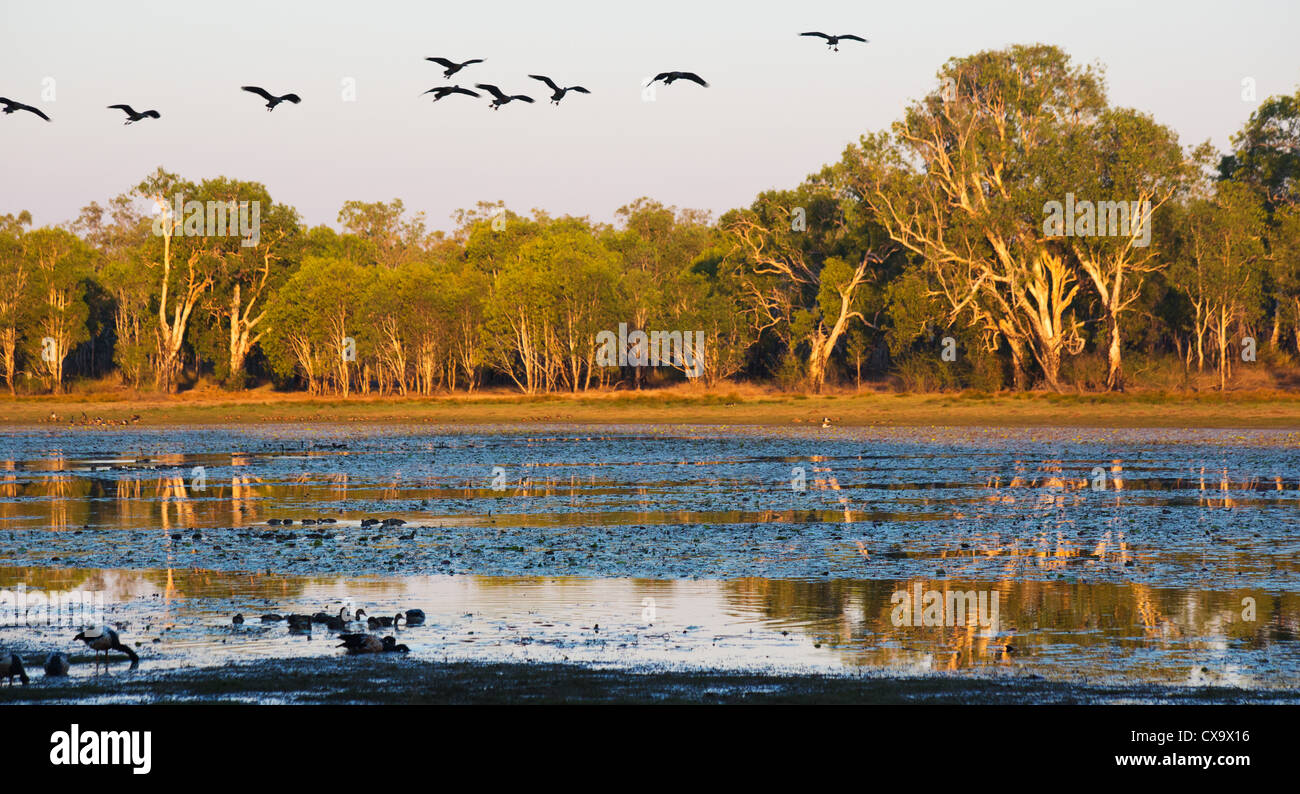 Birdlife a Anbangbang Billabong, Parco Nazionale Kakadu, Territorio del Nord Foto Stock