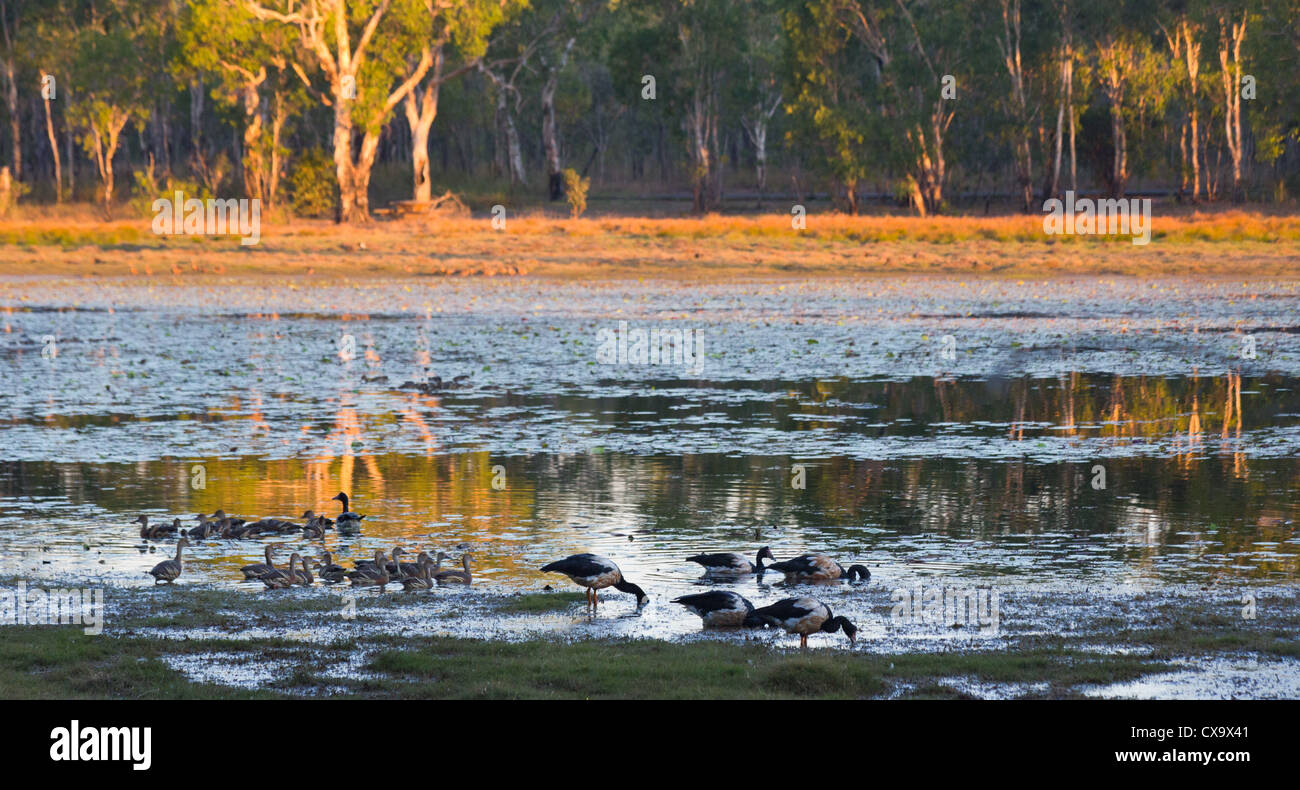 Birdlife a Anbangbang Billabong, Parco Nazionale Kakadu, Territorio del Nord Foto Stock