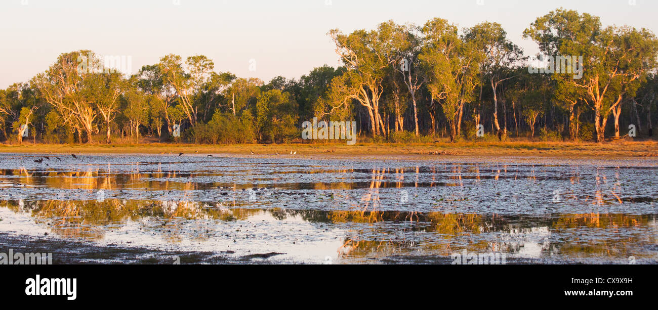 Anbangbang Billabong, Parco Nazionale Kakadu, Territorio del Nord Foto Stock