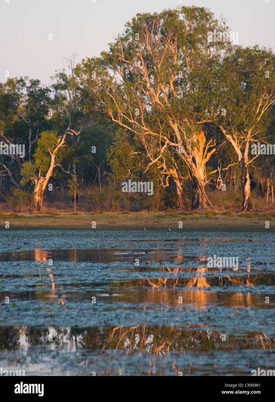Anbangbang Billabong, Parco Nazionale Kakadu, Territorio del Nord Foto Stock