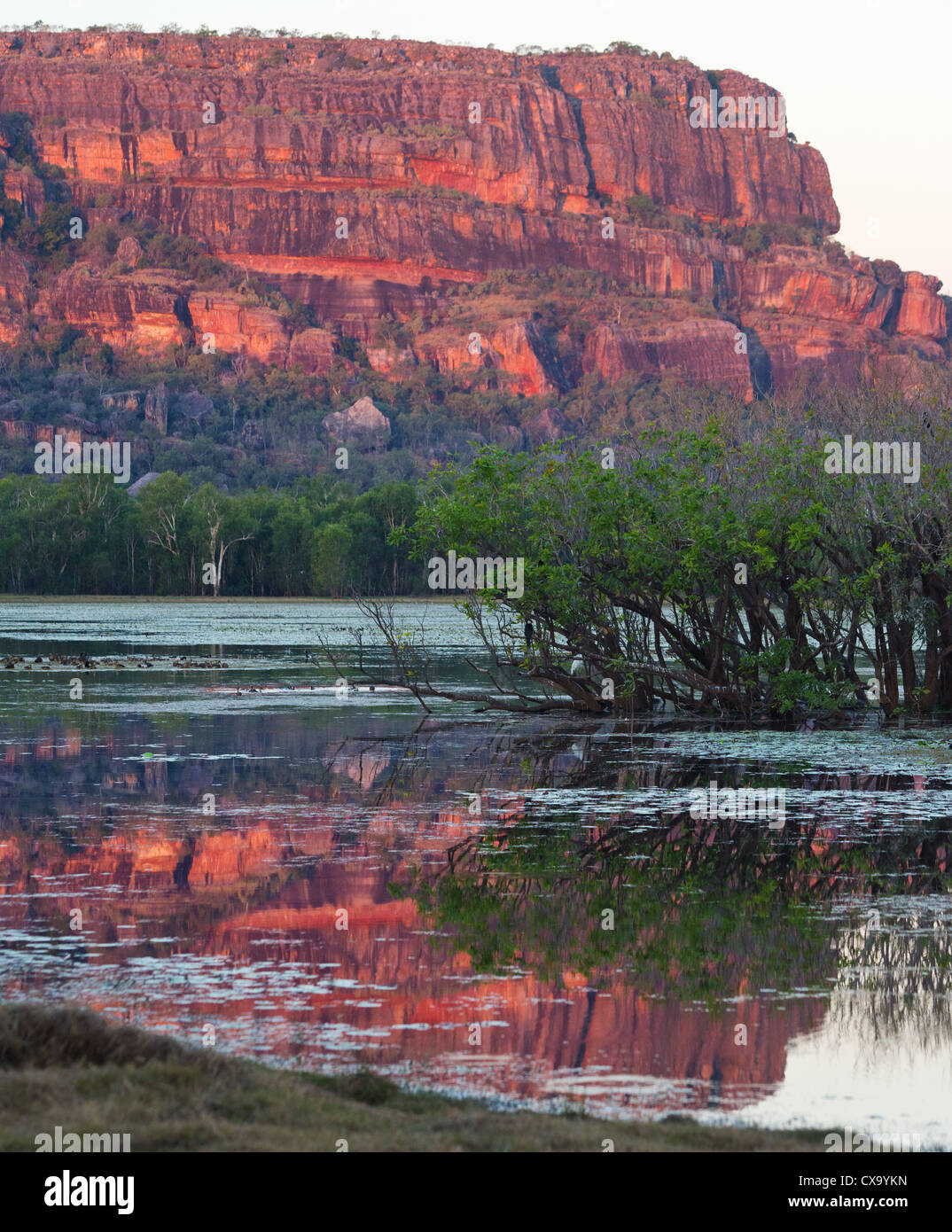 Nourlangie Rock e billabong al tramonto, con la roccia che riflette nell'acqua, il Parco Nazionale Kakadu, Territorio del Nord Foto Stock