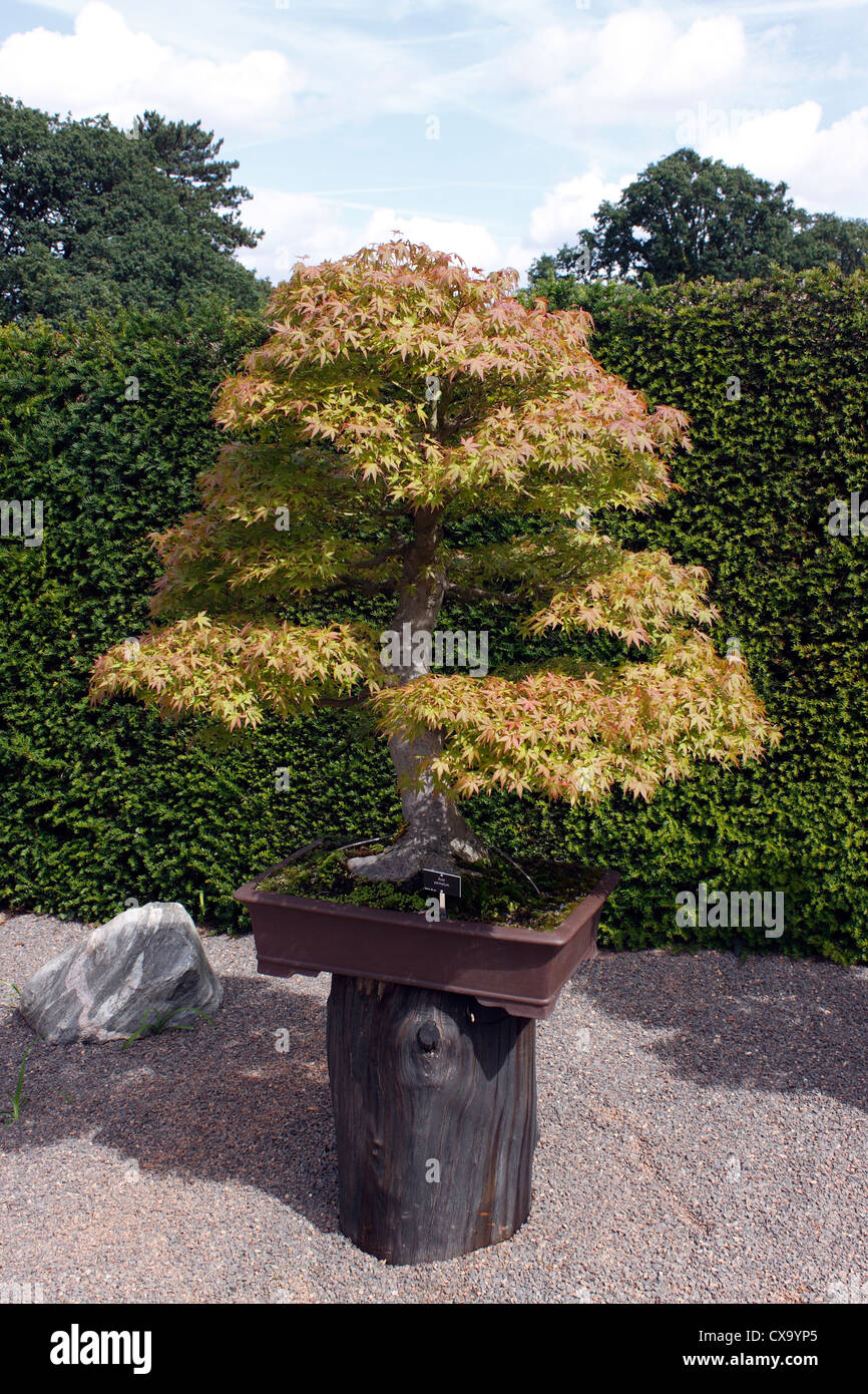 BONSAI ACER PALMATUM. Acero. 80 ANNI. Foto Stock