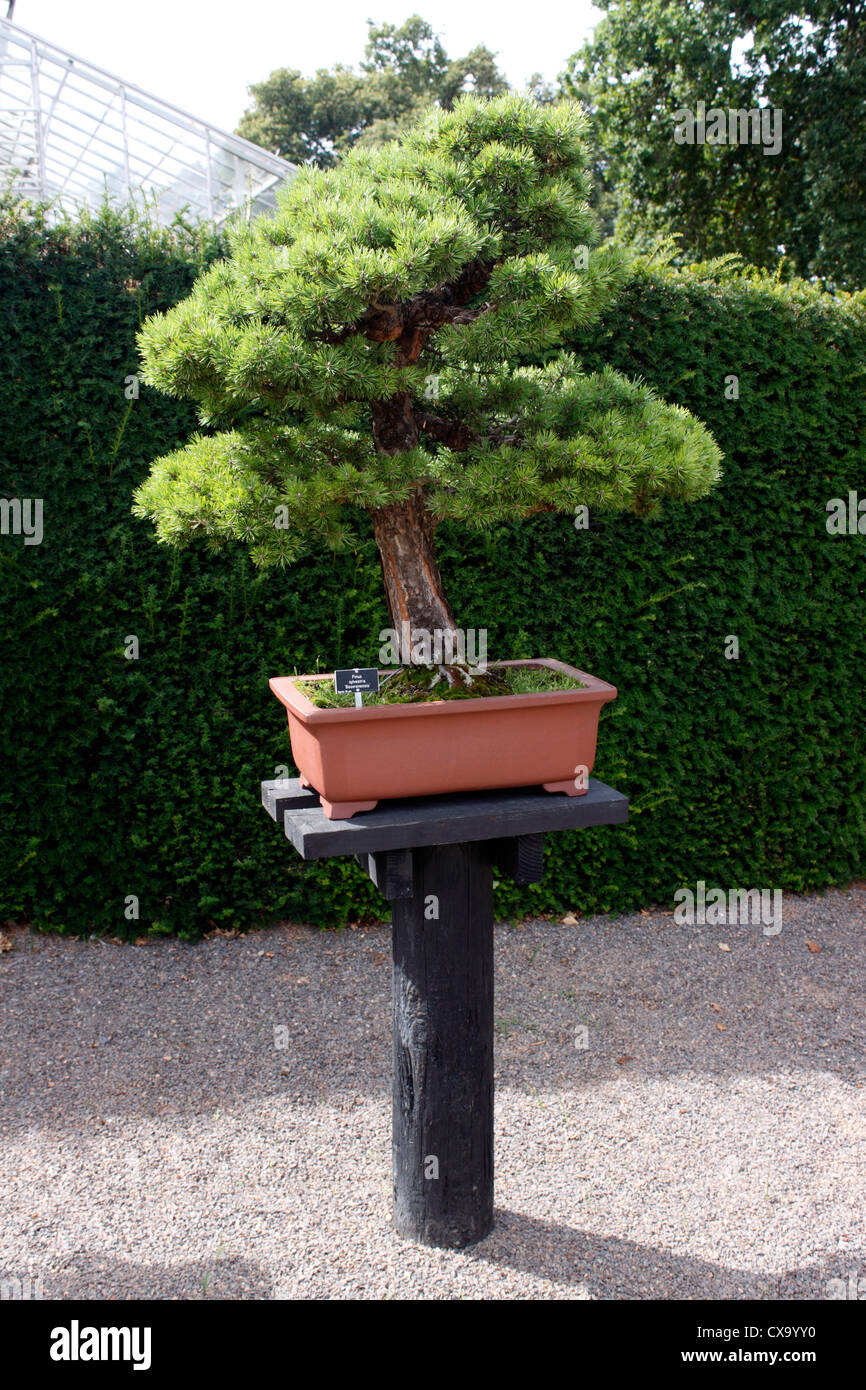 BONSAI Pinus sylvestris. Pino silvestre. 55 ANNI. Foto Stock