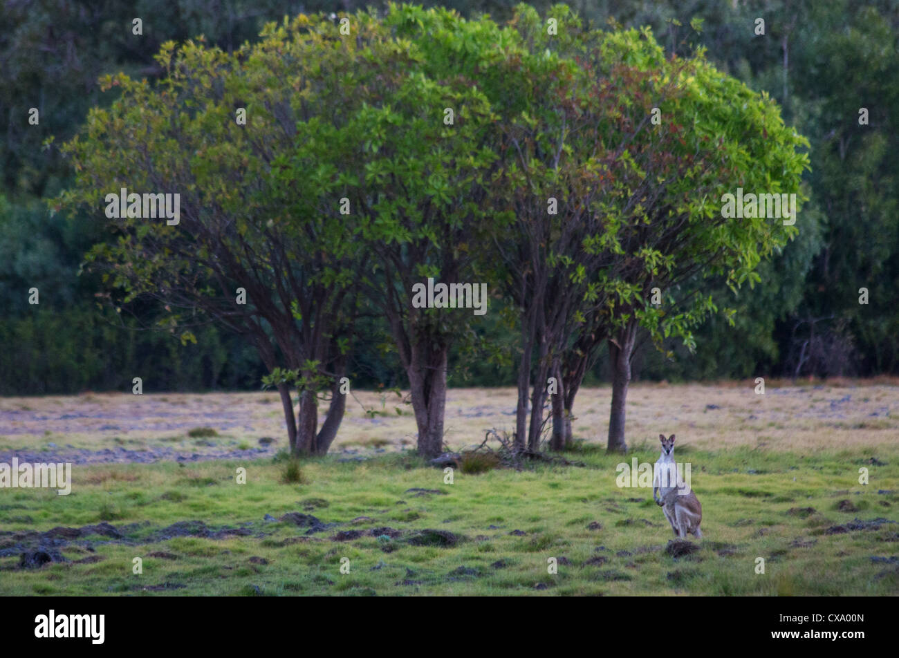 Collo rosso Wallaby, Macropus rufogriseus, Anbangbang, Parco Nazionale Kakadu, Territorio del Nord Foto Stock