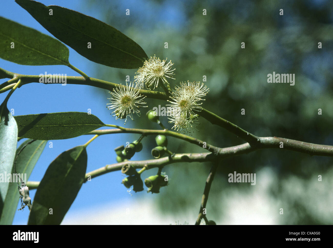 Il sidro di mele Gum Eucalyptus gunnii (Myrtaceae) Foto Stock