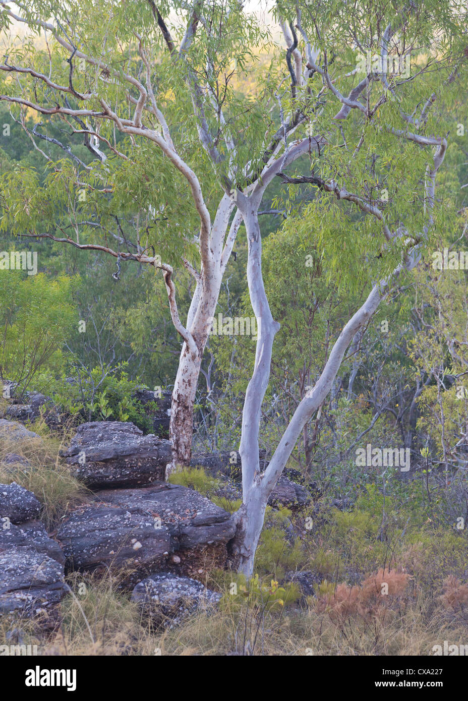 Alberi di eucalipto, il Parco Nazionale Kakadu, Territorio del Nord Foto Stock