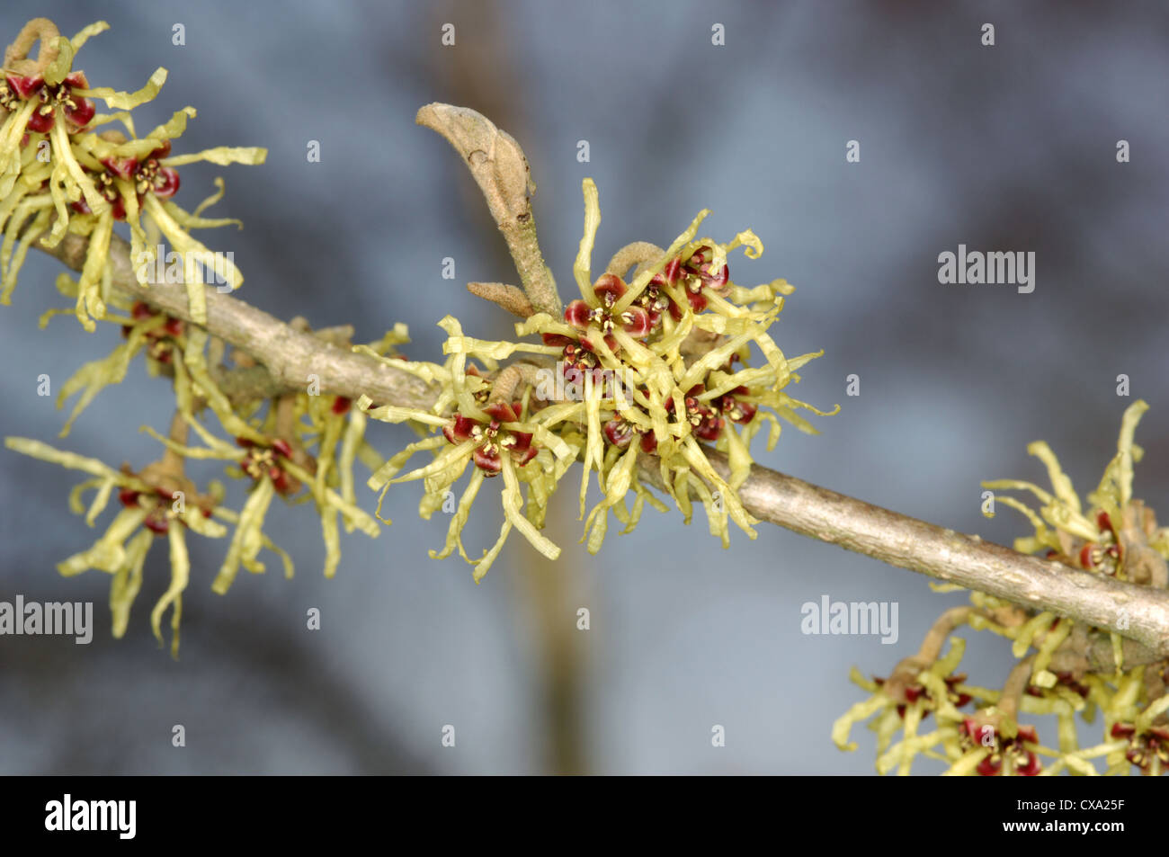 Giapponese Amamelide Hamamelis japonica Foto Stock