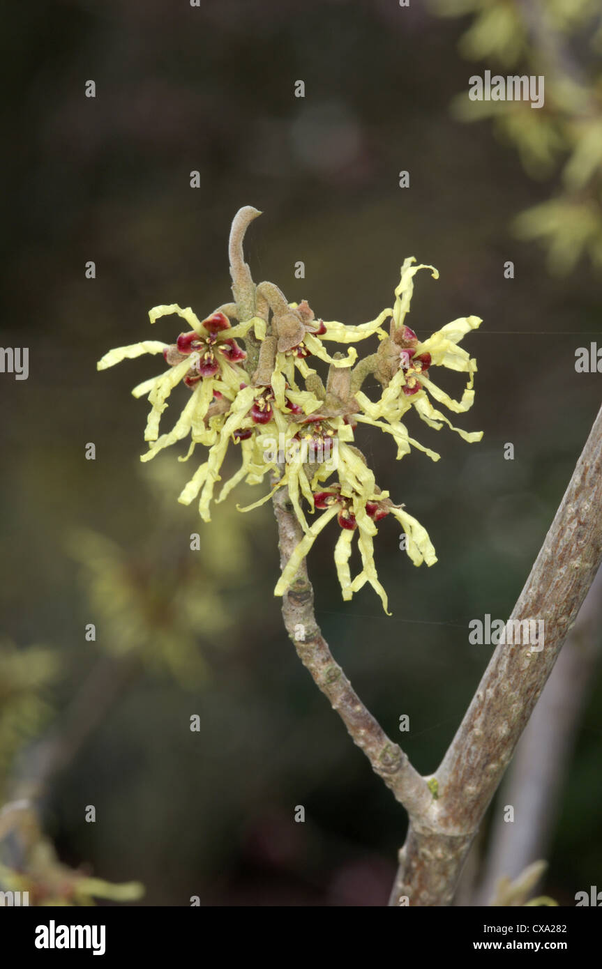 Giapponese Amamelide Hamamelis japonica Foto Stock